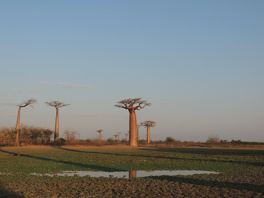 Marofandilia Private Reserve - Morondava