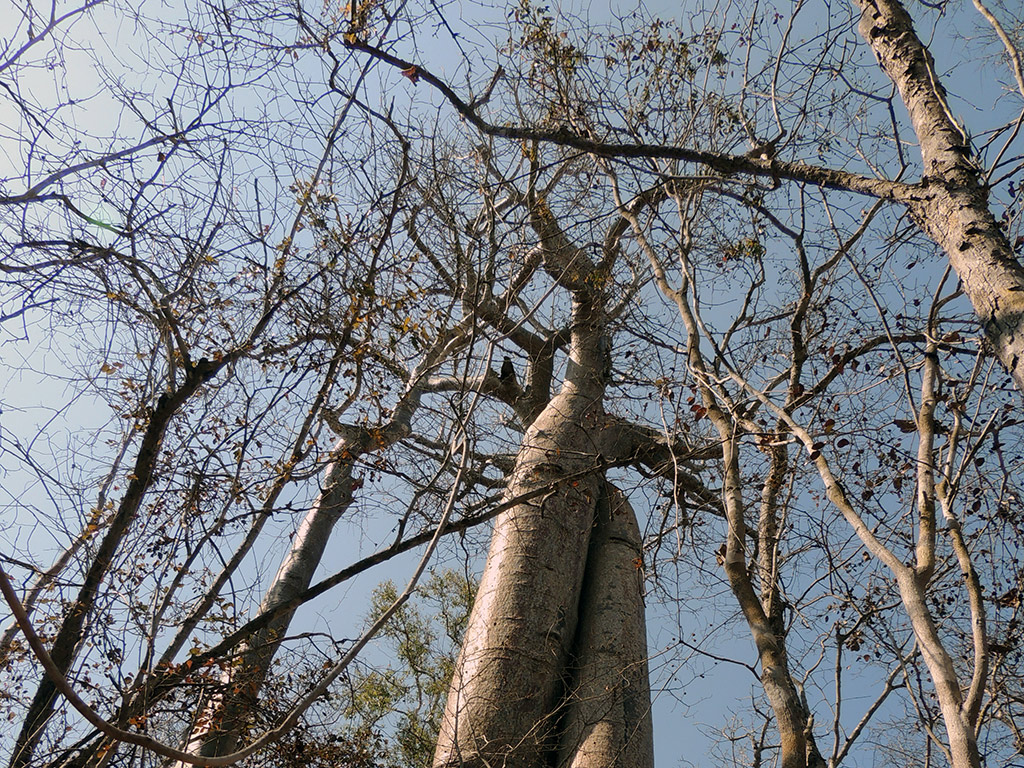 Andranomena Special Reserve - Morondava