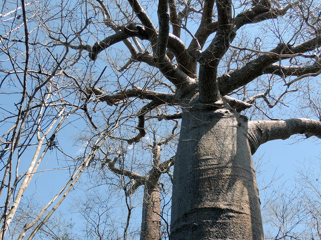 Andranomena Special Reserve - Morondava