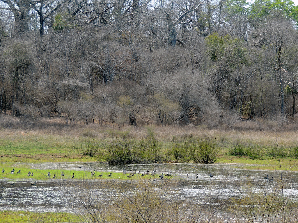 Andranomena Special Reserve - Morondava