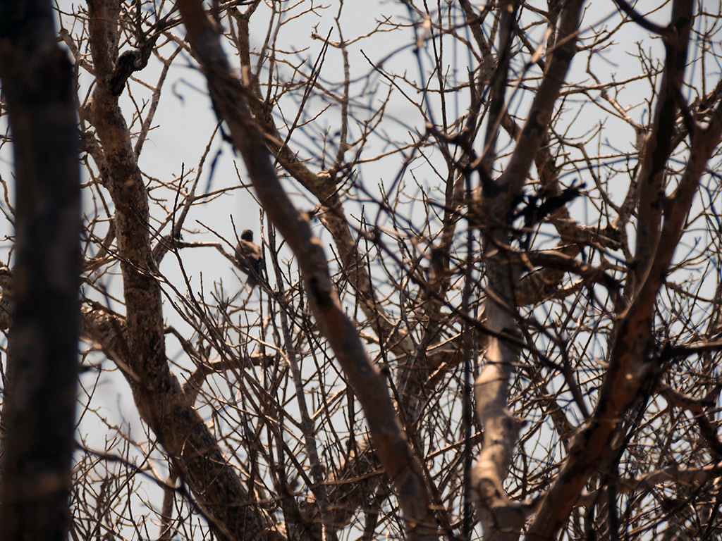 Andranomena Special Reserve - Morondava