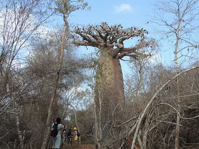 Kirindy Private Reserve - Morondava
