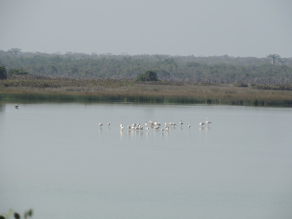 Kirindy Private Reserve - Morondava
