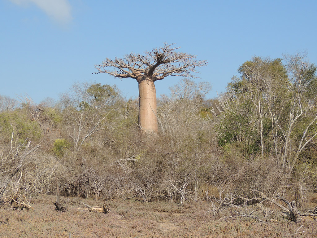 Kirindy Private Reserve - Morondava