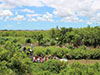 Everglades Alligator Farm
