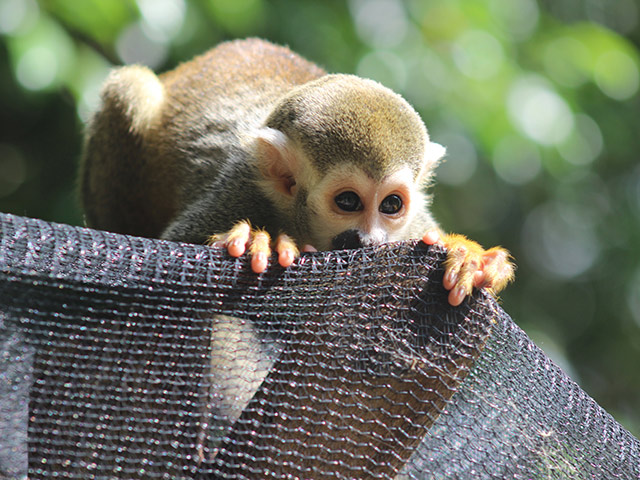 Monkey Land from Bayahibe