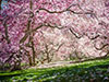 New York Botanical Garden