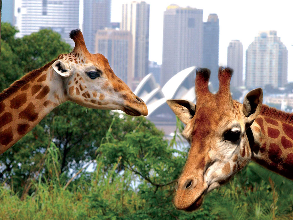 Sydney Harbour Explorer - Hop-On Hop-Off Tour