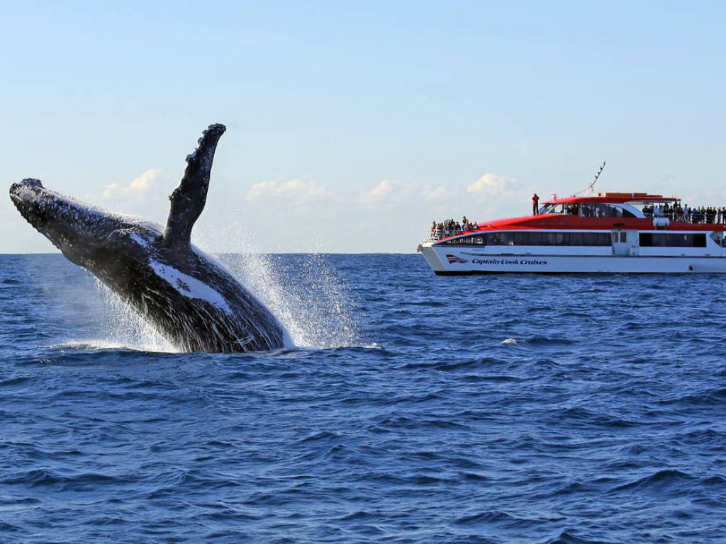 Whale Watching - Sydney - NSW