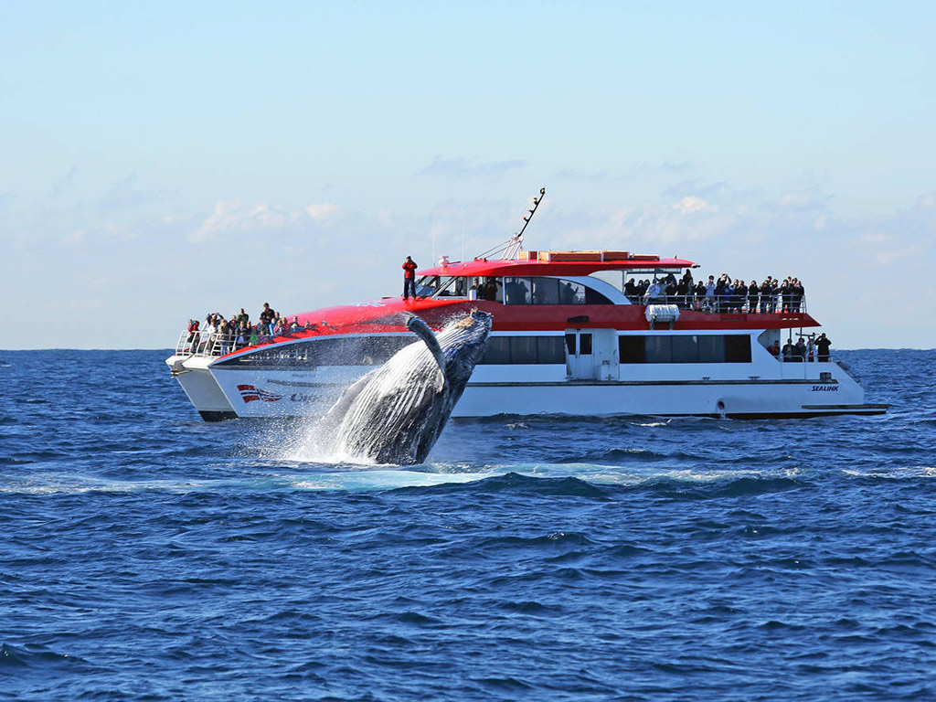 Whale Watching - Sydney - NSW