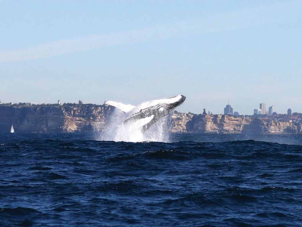 Whale Watching - Sydney - NSW