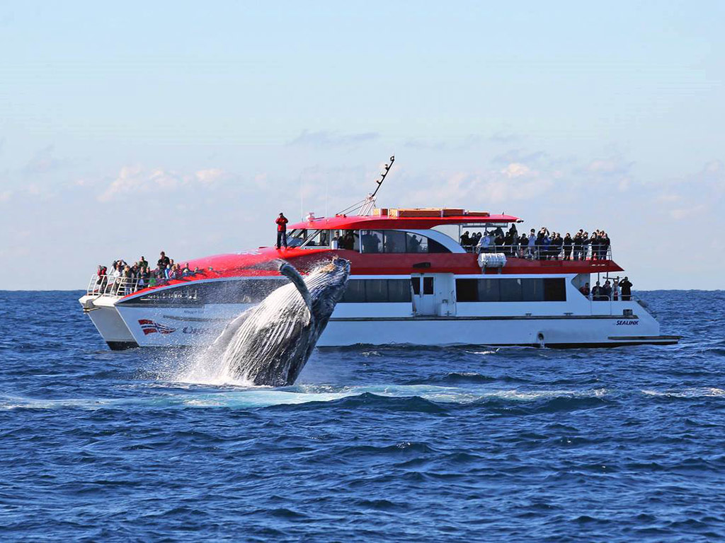 Combo: Taronga Zoo and Whale Watching Cruise - Sydney - NSW