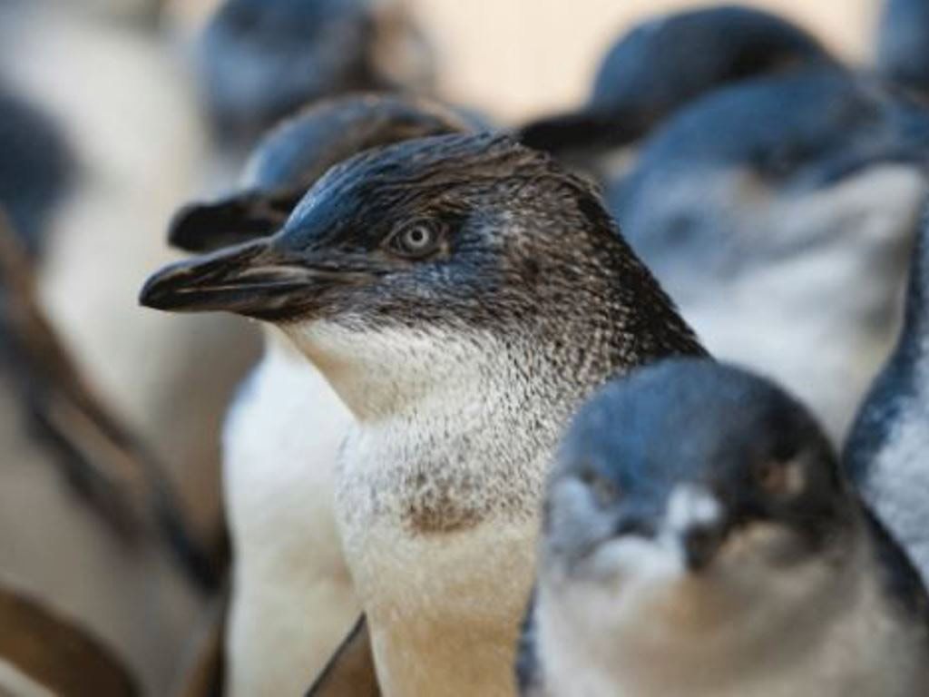 Combo: Taronga Zoo and Whale Watching Cruise - Sydney - NSW