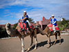 Camel Caravan
