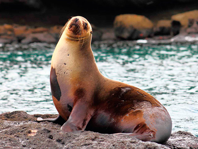 North Seymour Island Full Day Tour - Santa Cruz Island