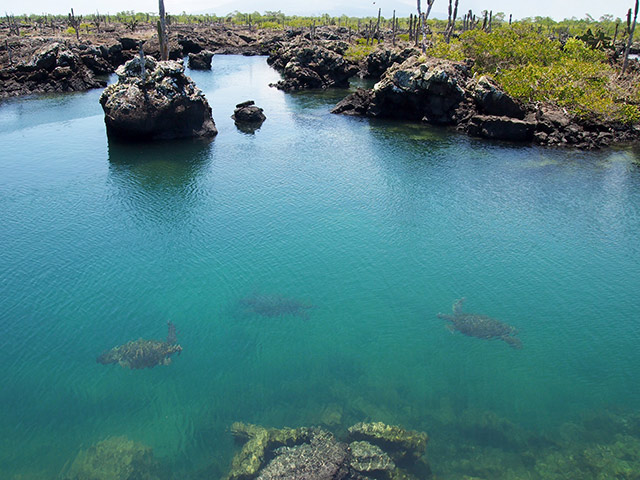 Tintoreras Bay Tour - Isabella Island