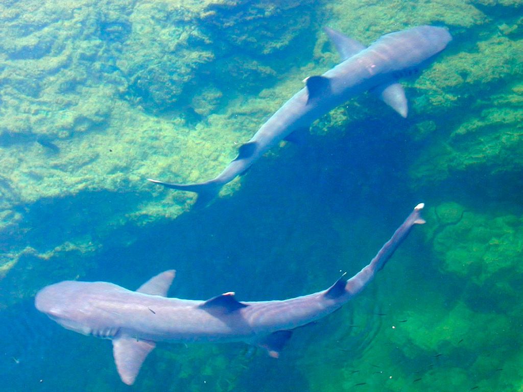 Tintoreras Bay Tour - Isabella Island