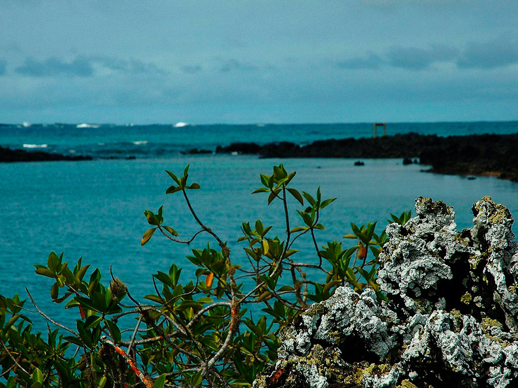 Tintoreras Bay Tour - Isabella Island