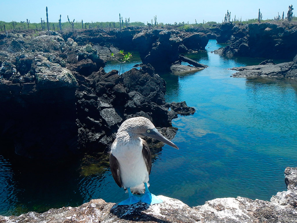 Cabo Rosa Tunnels - Full-Day Tour - Isabella Island