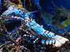 S.E.A. Aquarium E-Ticket