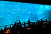S.E.A Aquarium One Day Pass with Transfer