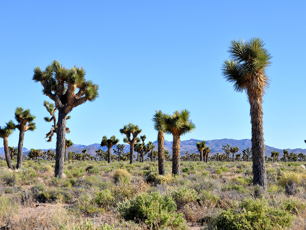 Area 51 Photo Tour - Las Vegas