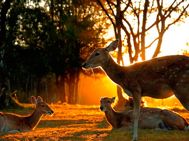 Chiang Mai Night Safari - Ticket