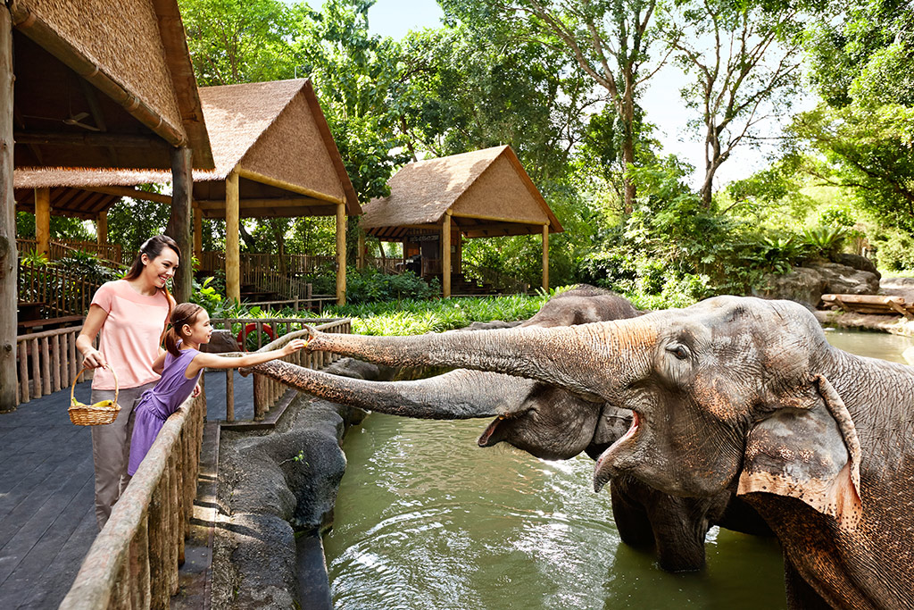 Combo: Zoo And River Safari