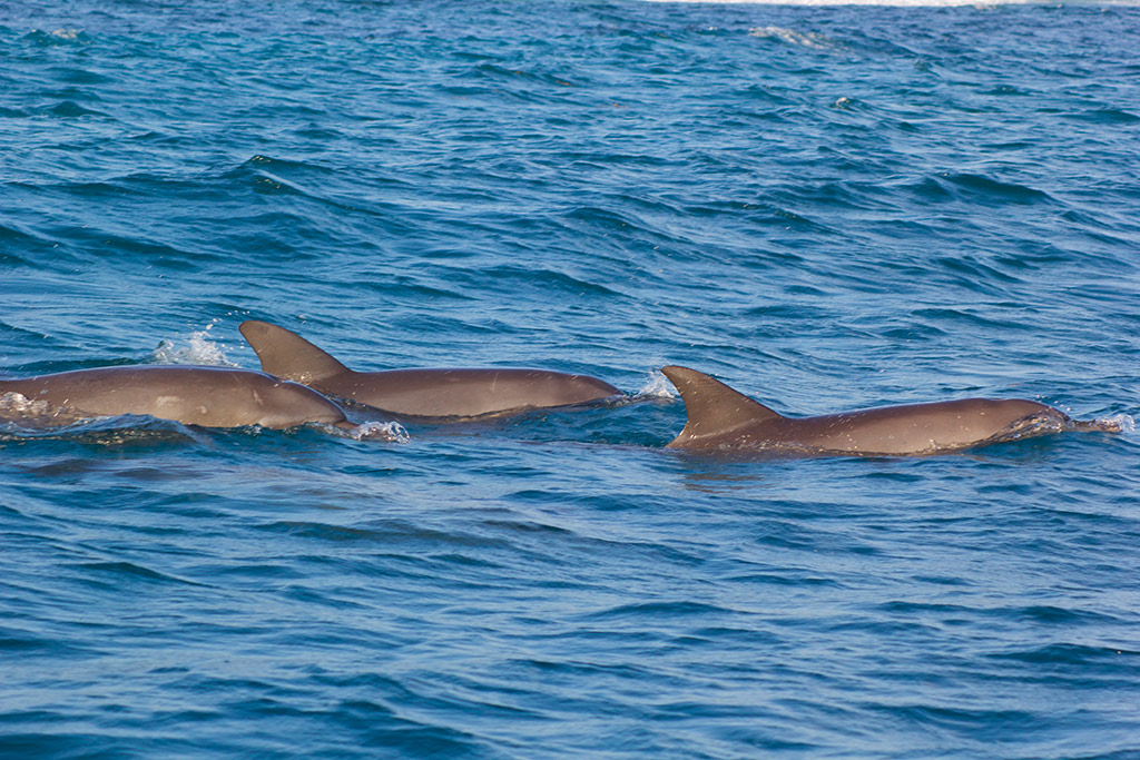 Jozani and Kizimkazi Dolphins and Monkey - Zanzibar