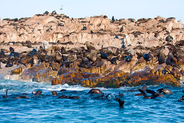 Full Day Marine Big 5 Safari - W. Cape - Cape Town - Garden Route