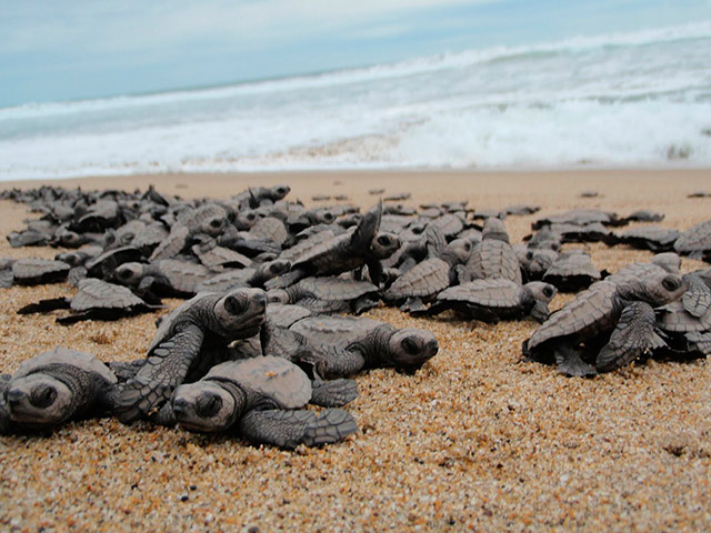 Turtle Protection Tour with Turtle Release
