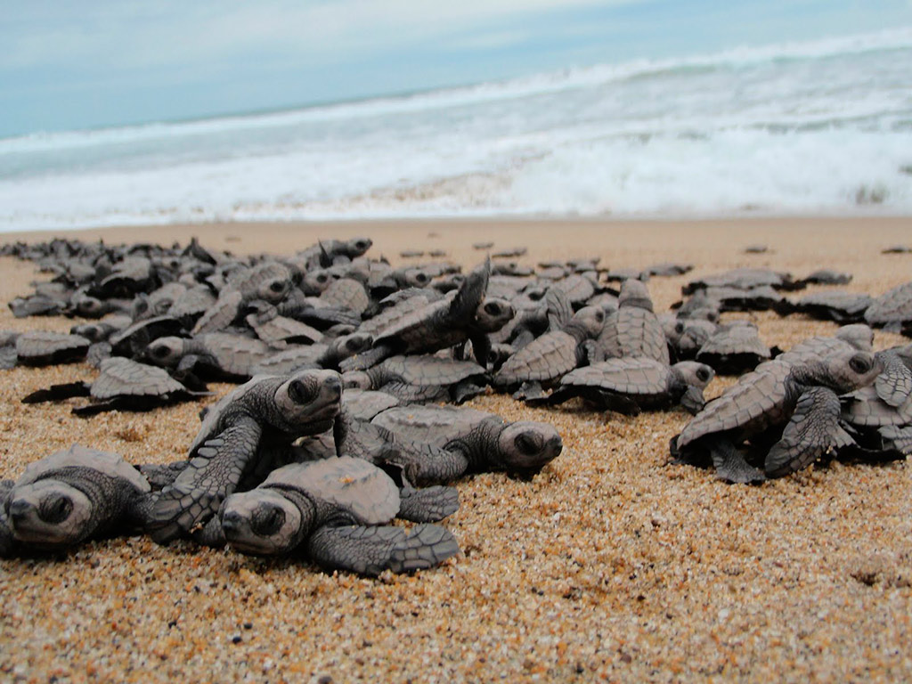 Turtle Protection Tour with Turtle Release