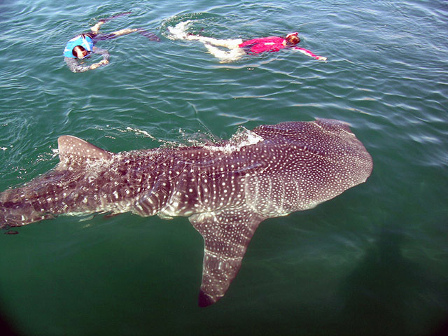 Observation and Swimming with Whale Sharks