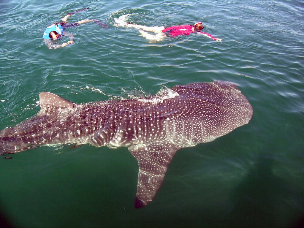 Observation and Swimming with Whale Sharks