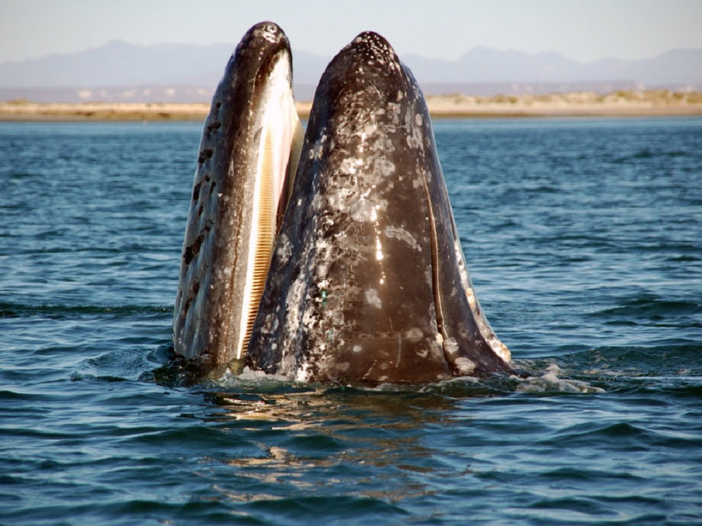 Gray Whale Watching at Magdalena Bay