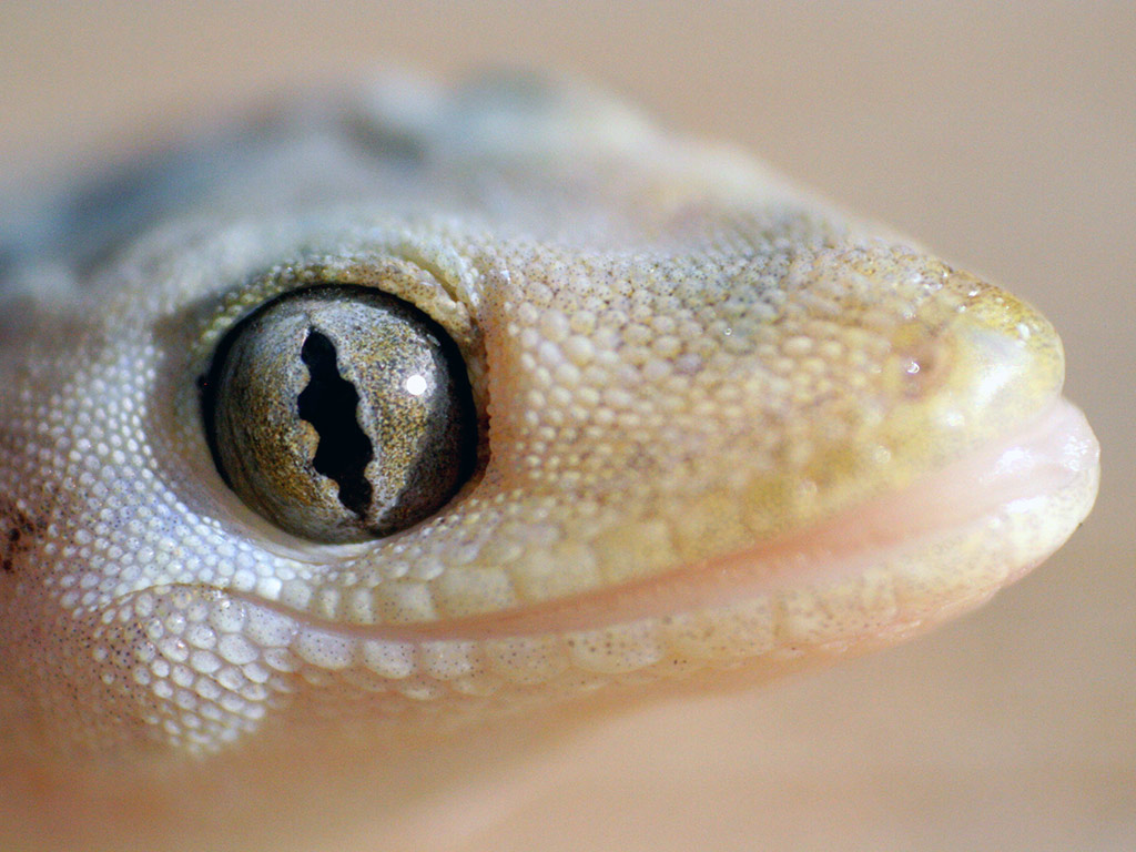The Reptile and Wildlife Shelter and Educational Center of La Paz