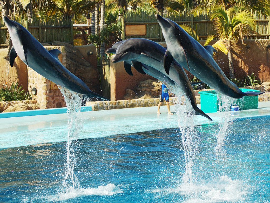 Ushaka Marine World Half Day Tour