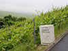A Day in Champagne