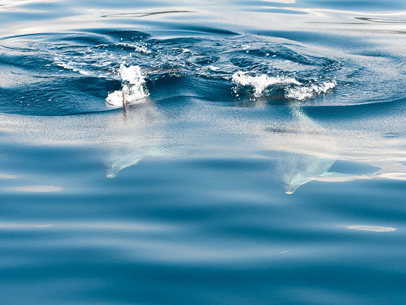 Dolphin Watch on Cormoran Catamaran 
