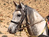 Horse Riding in Agadir