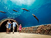 River Safari and Tram Ride Ticket