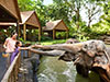 Singapore Zoo and Tram Ride Ticket