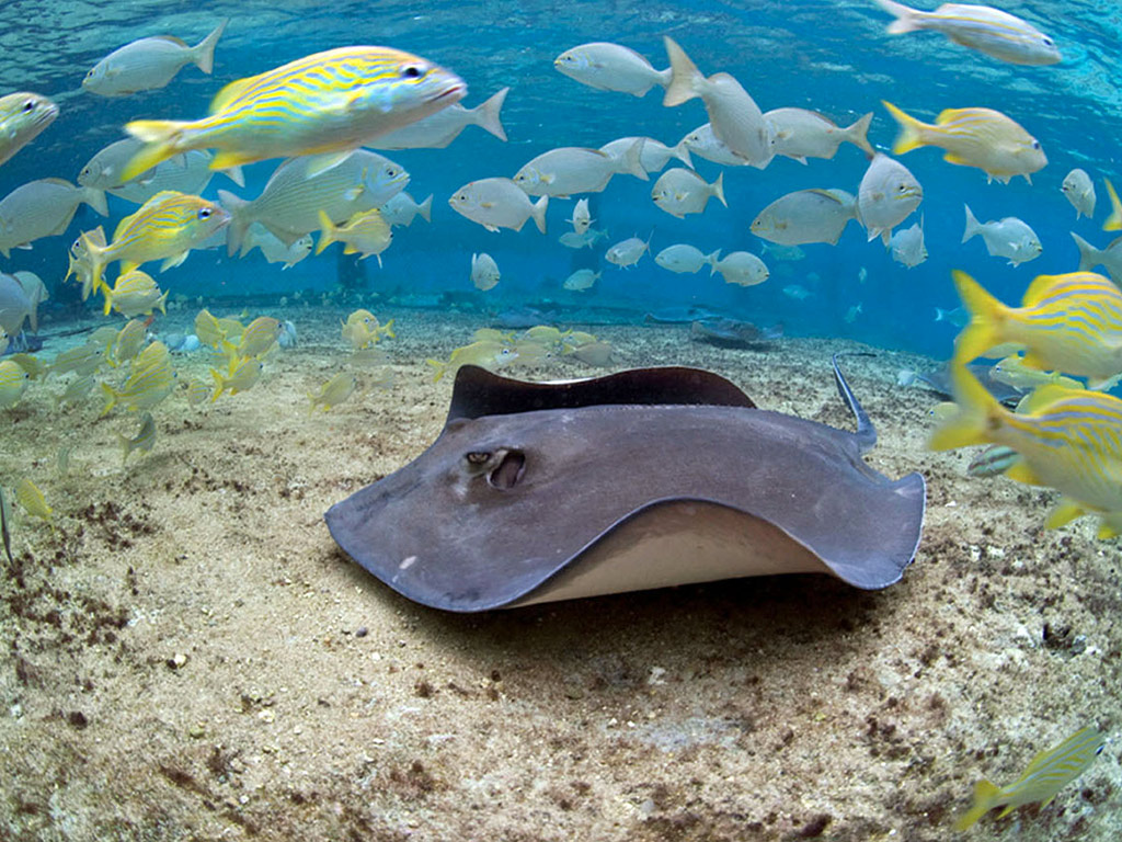 Everybody Loves Rays
