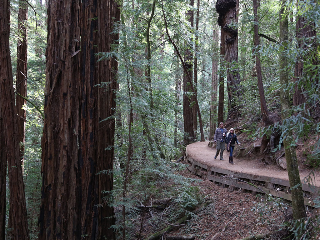 Muir Woods and Wine Country Day Tour - San Francisco