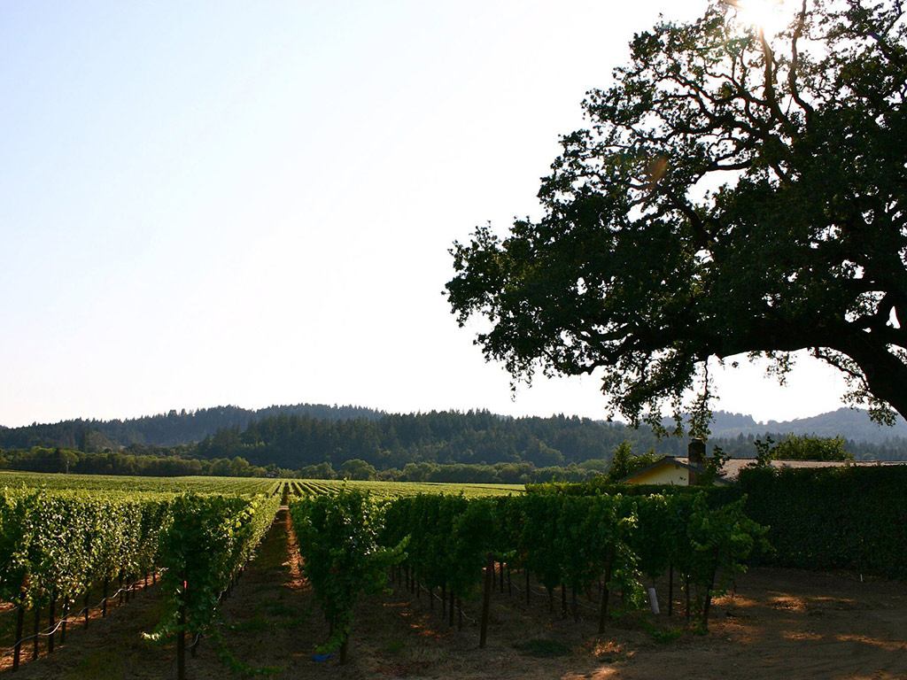 Muir Woods and Wine Country Day Tour - San Francisco