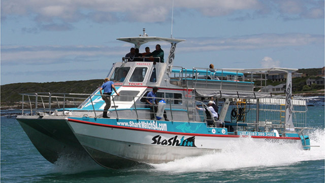 Full Day Great White Shark Cage Diving - W. Cape - Cape Town - Garden Route