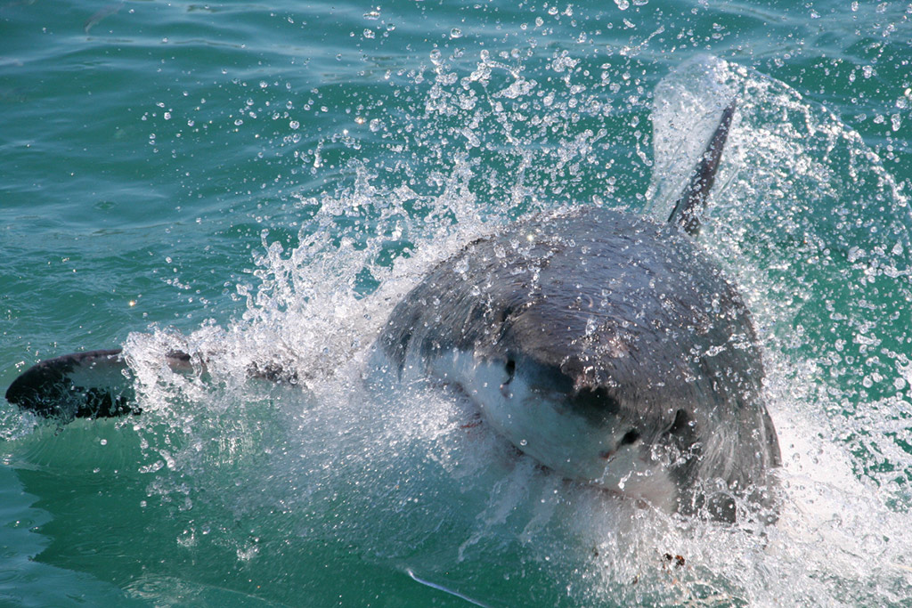 Full Day Great White Shark Cage Diving - W. Cape - Cape Town - Garden Route