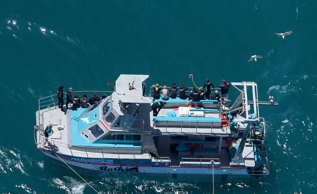 Full Day Great White Shark Cage Diving - W. Cape - Cape Town - Garden Route