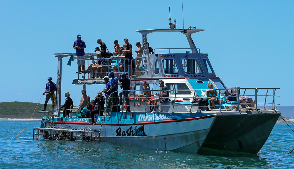 Full Day Great White Shark Cage Diving - W. Cape - Cape Town - Garden Route