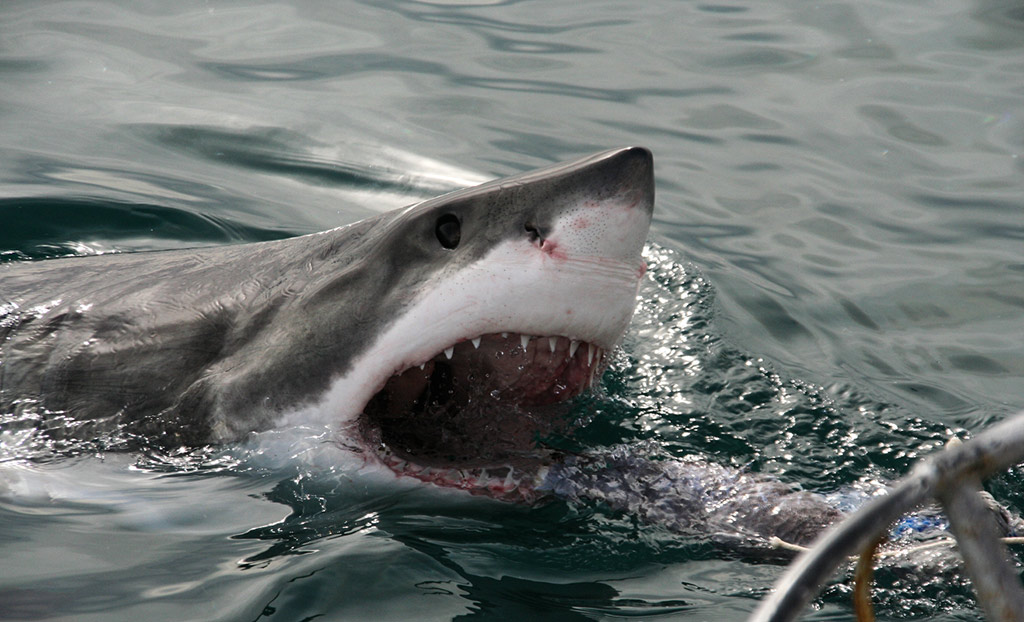 Full Day Great White Shark Cage Diving - W. Cape - Cape Town - Garden Route